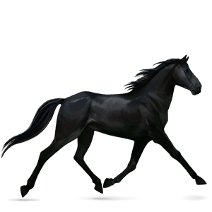 jezdecký kůň francouzský klusák tmavý hnědák