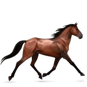 jezdecký kůň francouzský klusák tmavý hnědák