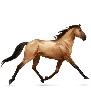 jezdecký kůň holštýnský kůň vraník