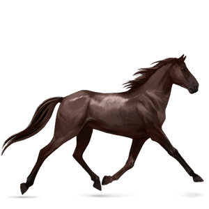 jezdecký kůň achaltekinský kůň tmavý hnědák