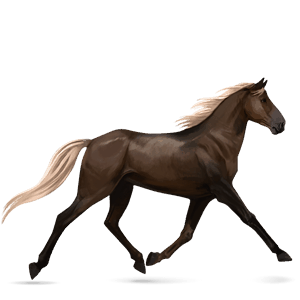 jezdecký kůň marwari světlý ryzák