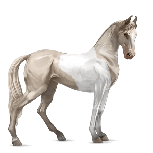 jezdecký kůň achaltekinský kůň palomino