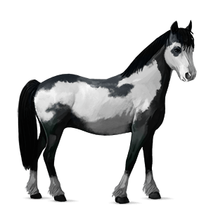 poník fjordský kůň gulblakk