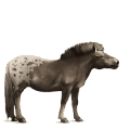 jezdecký kůň hannoverský kůň hnědý bělouš