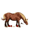 jezdecký kůň hannoverský kůň hnědák