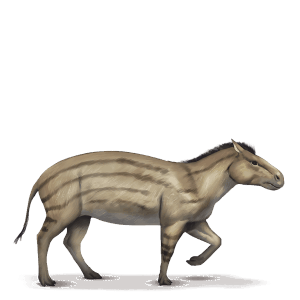 hyracotherium