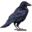 compagnon-raven_v1727790759.png